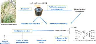 Image result for Hypericum roeperianum
