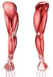 We'll start by giving you the first labeled arm muscle diagram below. Anatomy Of Human Arm Muscle Download Scientific Diagram
