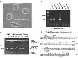 873 x 900 jpeg 91 кб. Two Novel Odorant Receptor Families Expressed In Spermatids Undergo 5 Splicing Sciencedirect