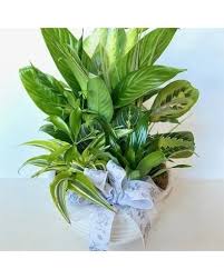 Freddie "Fred" Wayne Hale Obituary February 8, 2025