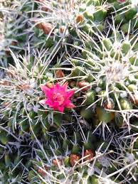 Mammillaria camptotricha, native to mexico, is a globular cactus with long tubercles that have golden twisting soft spines nearly obscuring the body. Pincushion Cactuses Genus Mammillaria Inaturalist