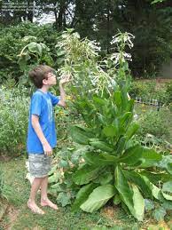 We did not find results for: Nicotiana Only The Lonely Woodland Tobacco Garden Inspiration