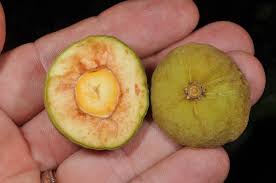 Image result for Dichapetalaceae