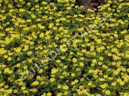 Image result for foto Vitálka