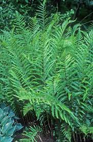 Check spelling or type a new query. Dryopteris Ludoviciana Southern Shield Fern For Sale 19 00 Plant Delights Nursery