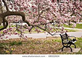 Maybe you would like to learn more about one of these? Park Bench Under The Magnolia Tree In Goodale Park In Columbus Ohio Magnolia Trees Garden In The Woods Landscape