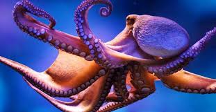 Fact Check Is The Pacific Northwest Tree Octopus Endangered Octopus Facts Animal Facts Wtf Fun Facts