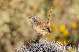 Image result for Atractus modestus