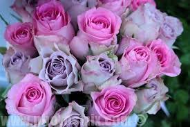 صور ورد تحميل اكثر من 100 صور ورود جميلة 2020 صور ورد رائعة 2019 صورميكس agharebparast