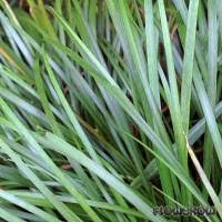 Image result for Syngonanthus robinsonii