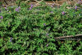 Image result for Solanum torreanum