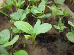 Image result for Solanum aethiopicum