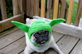 A Pug Wearing A Hand Knit Yoda Hat Dog Hat Your Dog Pugs