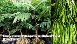 Padahal jambu biji mengandung banyak nutrisi yang bermanfaat seperti vitamin c, vitamin a, antioksidan , serta kalium. Cara Menanam Pete Agar Cepat Berbuah Lebat Untuk Pemula