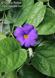 Image result for Thunbergia battiscombei