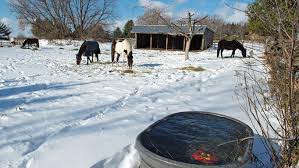 The best selection of poultry feeders and chicken waterers are available at jeffers livestock. Heated Water Should I Warm My Horse S Water When It S Cold