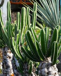 Image result for Euphorbia mlanjeana