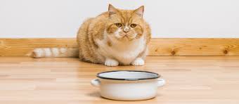 Chives also work against your cat's body by breaking down his or her red blood cells. What Can Cats Eat Pet Side