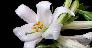 Lilium Written By Endri Guri At Spillwords Com Poisonous Plants Plants Lilium