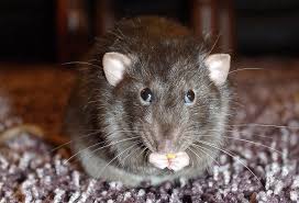 Ein zaun oder eine plane hilft, die nager. Greifen Ratten Menschen An Garten Tiere