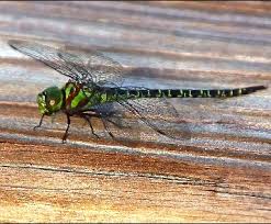 Black And Yellow Dragonfly Canada Insect Identification