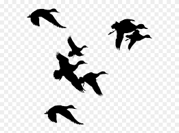How many animals are in the duck silhouette? Hunting Silhouette Clip Art Clipart Free Download Duck Flying Clipart Png Download 5384564 Pinclipart