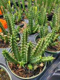 Image result for Huernia occulta