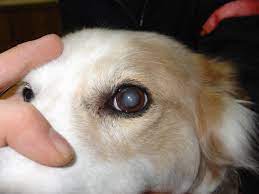 Senior Dog Care 04 My Dog S Pupils Are Grey