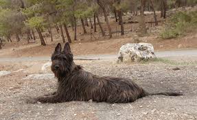 Loading Dog Gifts Dog Lover Gifts Dog Lovers