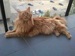 Be suspect of any breeder that offers you maine coon kittens for less than $400 (that is typically the low end of pricing range). The Orange Maine Coon An Ultimate Guide
