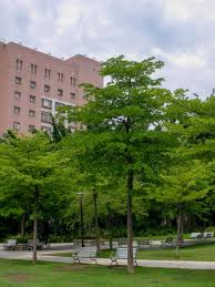 Image result for Terminalia mantaly