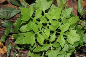 Image result for Solanecio