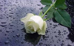 images?qtbnANd9GcSo33jgSg J OYCbEYmMrYl0p ANLnCu8uhyzdPCyscOPKMoM j