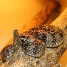 pin on safari pictures