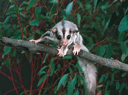 Sugar Glider Alburycity