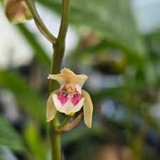 Image result for Oeceoclades maculata