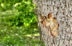Check spelling or type a new query. How To Save A Tree With Damaged Bark Lovetoknow