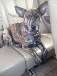 German Shepherd Pitbull Mix Black And Brown Pin By Brianna Grubb On Cute German Shepherd Dog Lovers Dog Love