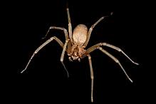 The pests lay up to five egg sacs with as many as fifty webs tend to appear disorganized and are built most commonly near ground level. Brown Recluse Spider Wikipedia