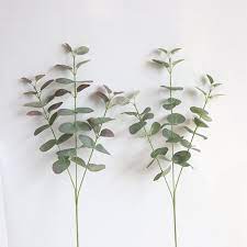 Eucalyptus Silver Dollar Flower Weight Best Flower Wallpaper