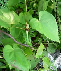 Image result for Dioscorea schimperiana