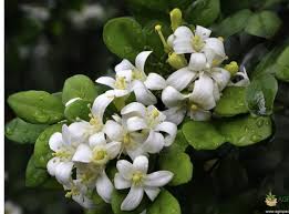 Image result for Murraya paniculata