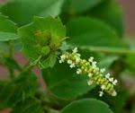 Image result for Tragia incisifolia