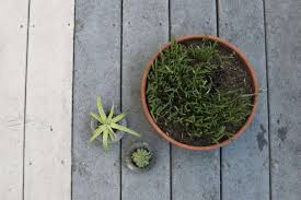 The proper blog hanging cement diy planters add style with simplicity [from: Diy On A Budget 30 Mini Concrete Planters Gardenista
