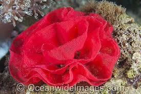 Sea slug (spanish dancer) hexabranchus sanguineus. Ribbon Egg Clusters Of Spanish Dancer Nudibranch Hexabranchus Sanguineus Spanish Dancer Wildlife Photos Ocean Creatures