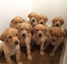 Petco dog training in lafayette, la. British Lab Puppies For Sale Louisiana Sportsman Classifieds La