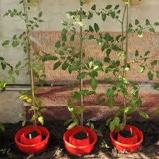 Use our guide for the minimum pot size for many vegetables and herbs. Tomato Plant Halos Harrod Horticultural Uk