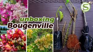 Budidaya bunga ini cukup mudah bougenville dikenal dengan nama bunga kertas karena daun bunganya yang begitu tipis seperti. Unboxing Bibit Bougenville Citra India Ice Cream Dan Singapure Kuning Youtube