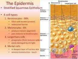 The epidermis, which contains no blood vessels, is made up of layers of closely packed epithelial cells. Skin Histology Epidermis J F Thompson Ph D Ppt Download