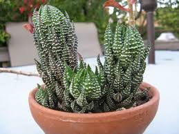 Display zebra plants anywhere they can receive plenty of. Haworthiopsis Reinwardtii Zebra Wart World Of Succulents